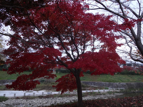 Tatsutagawa (49)