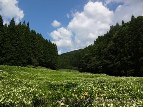 お化粧する葉っぱ！岡田の谷の半夏生園みぃつけた！