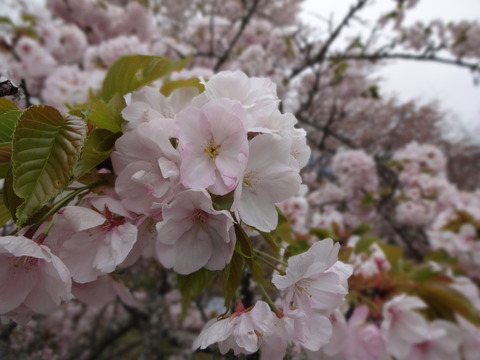 20140413 (3)