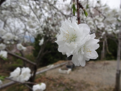20140413 (8)