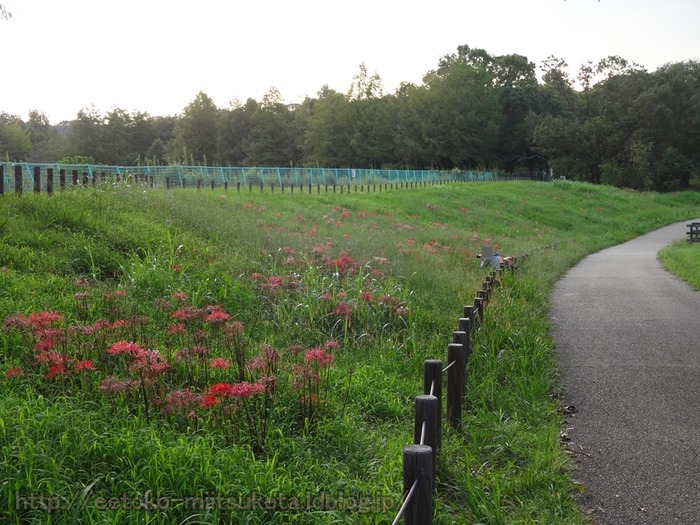 UmamiKyuuryou Park (19)