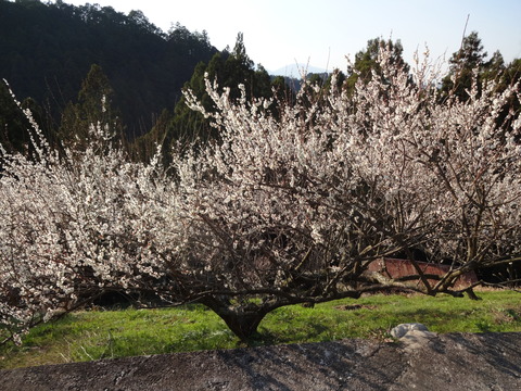 Hirohashibairin (12)
