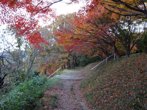 Tatsutagawa (25)