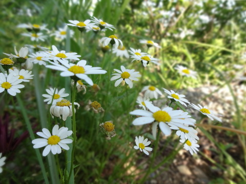 20140505 (59)