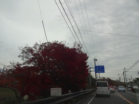 Tatsutagawa (6)