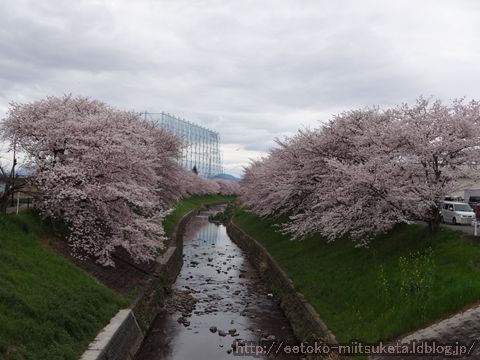 まさに繚乱！佐保川桜スポットみぃつけた！