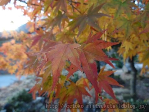 散っていても思い出！12月に紅葉スポットみぃつけた！ ～水沢もみじ谷 編～ (2/2話)