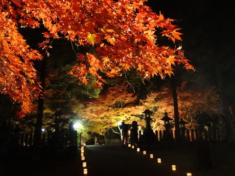 Tomijinjya (54)