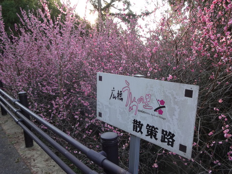 Hirohashibairin (32)