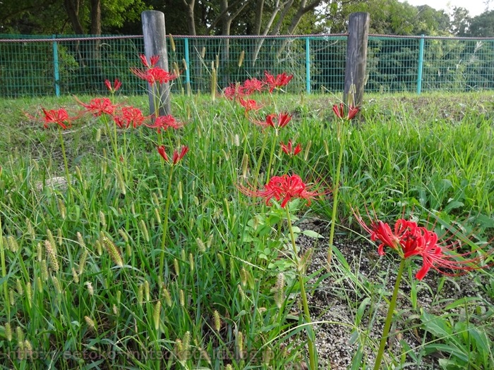 UmamiKyuuryou Park (18)