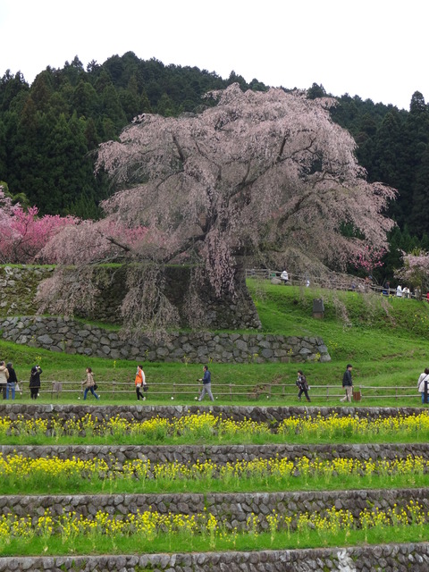 Matabezakura (77)