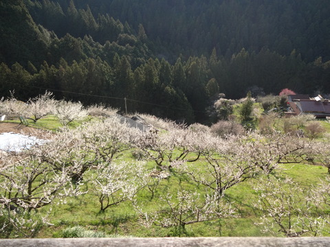Hirohashibairin (18)