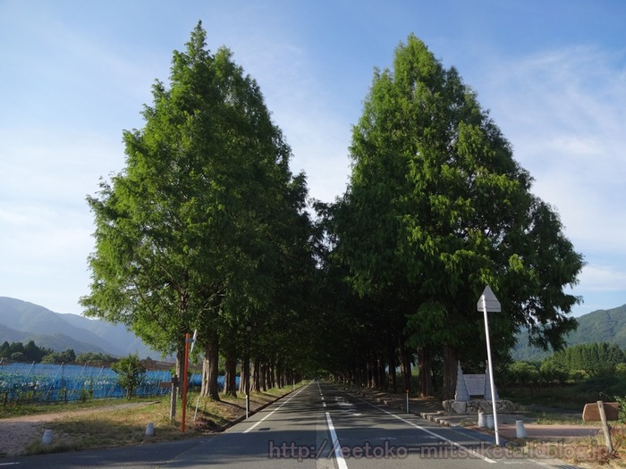 Metasekoia (8)