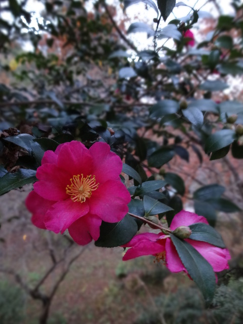 086