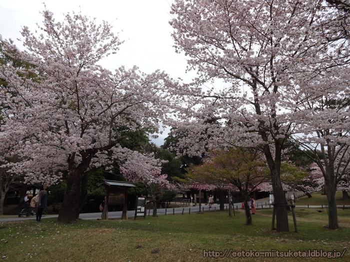 NaraSakura (10)