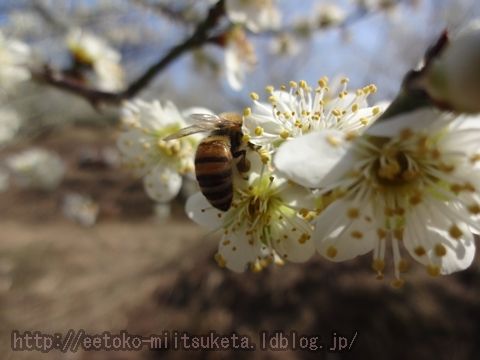 復活した梅林！追分梅林（追分梅園）みぃつけた！