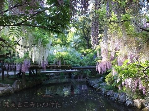 幻想的な藤の世界！萬葉植物園みぃつけた！