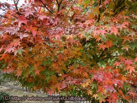 2015奈良の紅葉みぃつけた！ ～室生もみじ公園 編～　（1/4話）