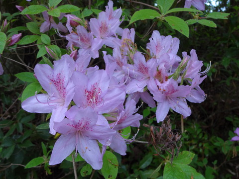 YatayamaAsobinoMori (66)