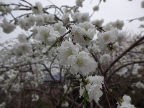 20140413 (9)