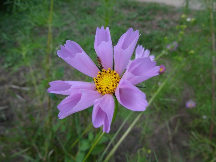 Amakashinooka-12