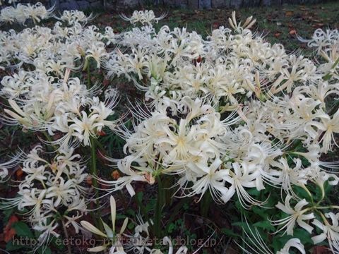 白い彼岸花が見たい！馬見丘陵公園みぃつけた！