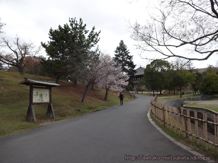 NaraSakura (8)