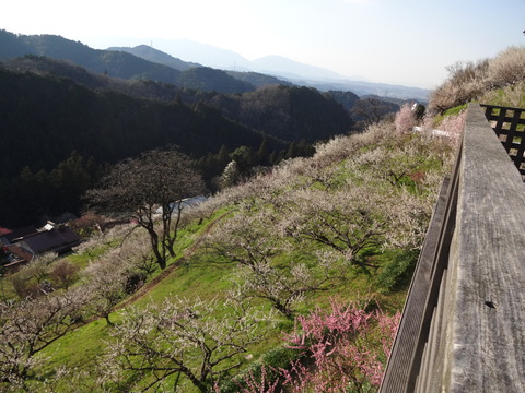 Hirohashibairin (19)