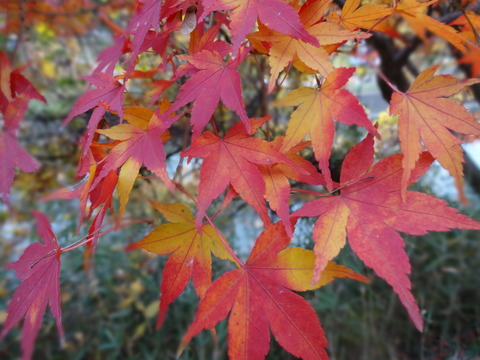 Tatsutagawa (22)
