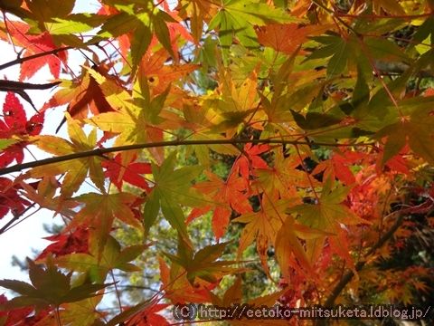 2015奈良の紅葉みぃつけた！ ～奈良カエデの郷ひらら 編～　（3/4話）