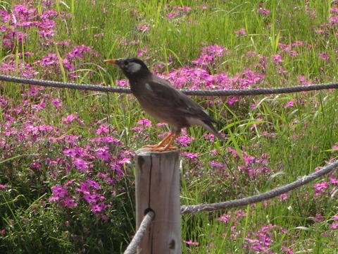 NagisaPark (46)