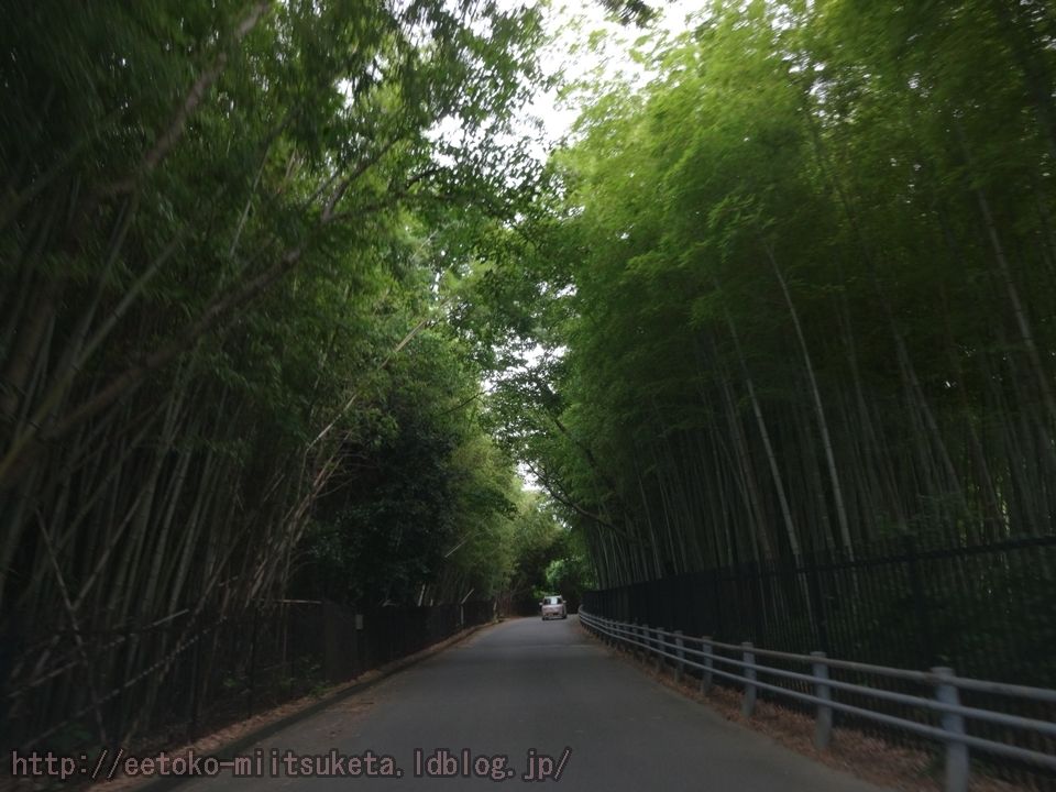 お盆ぶらり 納涼スポットみぃつけた 竹の径 編 2 2話 えぇとこみぃつけた