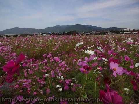 コスモスいっぱい夢の花園！夢コスモス園みぃつけた！