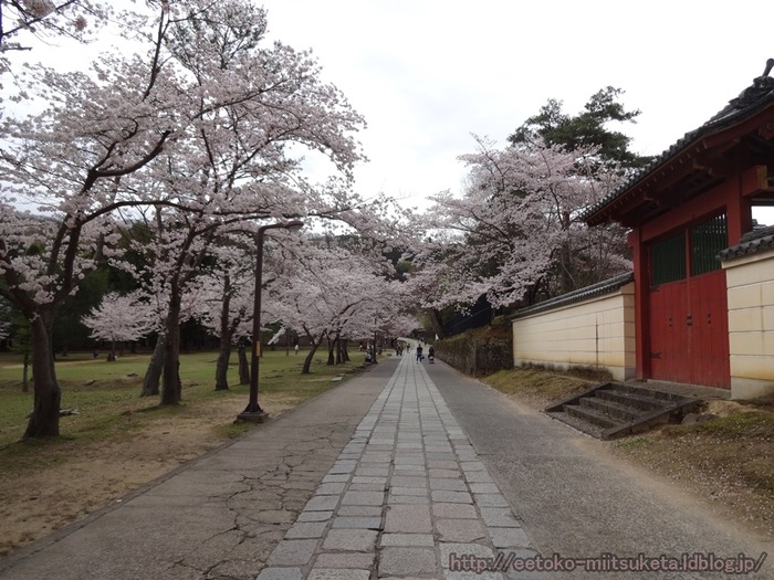 NaraSakura (11)