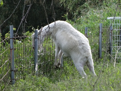 20140505 (85)