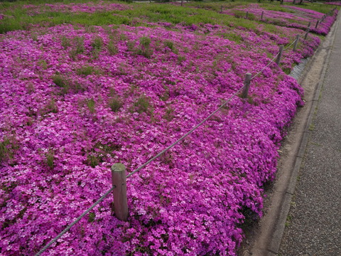 NagisaPark (63)