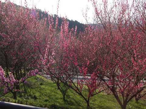 Hirohashibairin (26)