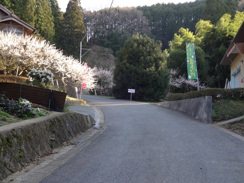 Hirohashibairin (35)