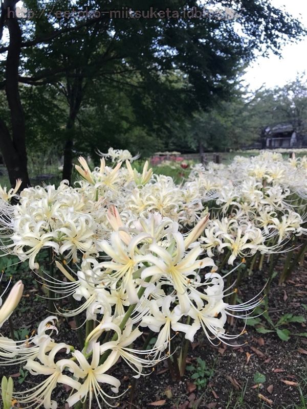 UmamiKyuuryou Park (25)