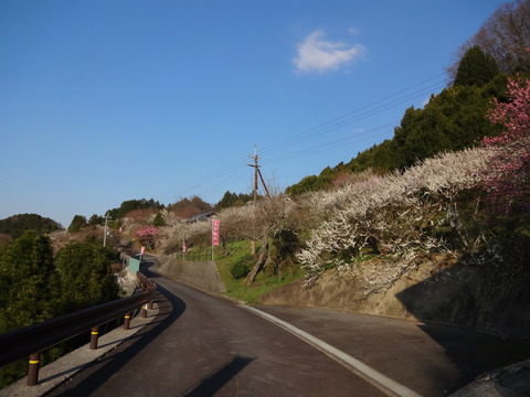 Hirohashibairin (38)