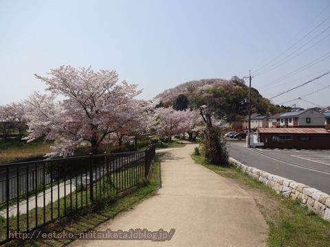 桜色の山！三室山みぃつけた！