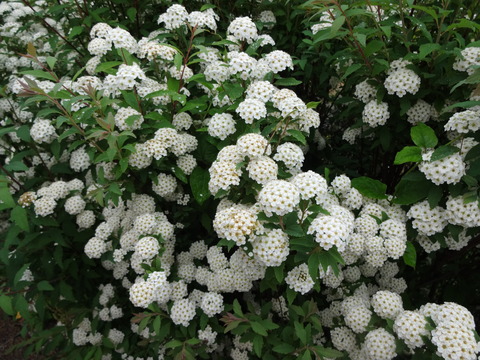 YatayamaAsobinoMori (42)