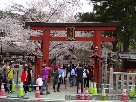 奈良一番桜！氷室神社みぃつけた！