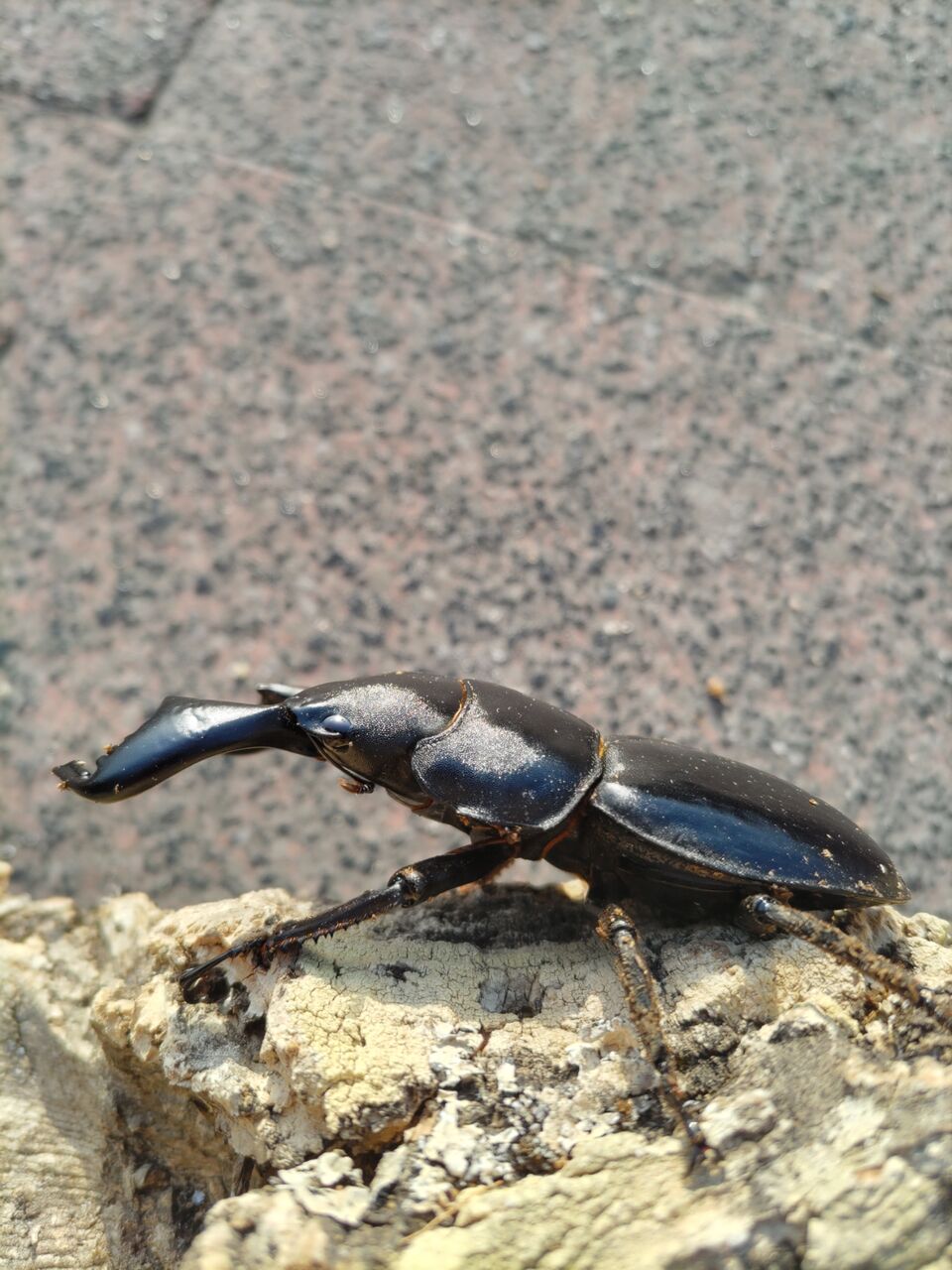 大型ダイオウヒラタ始動！！ : Beetrue