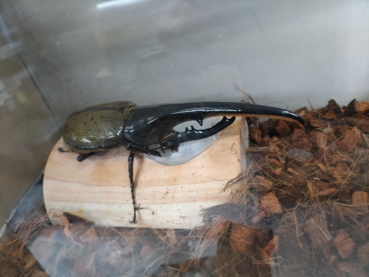 ヘラクレスン T117FFOAKSvol.3 : Beetrue