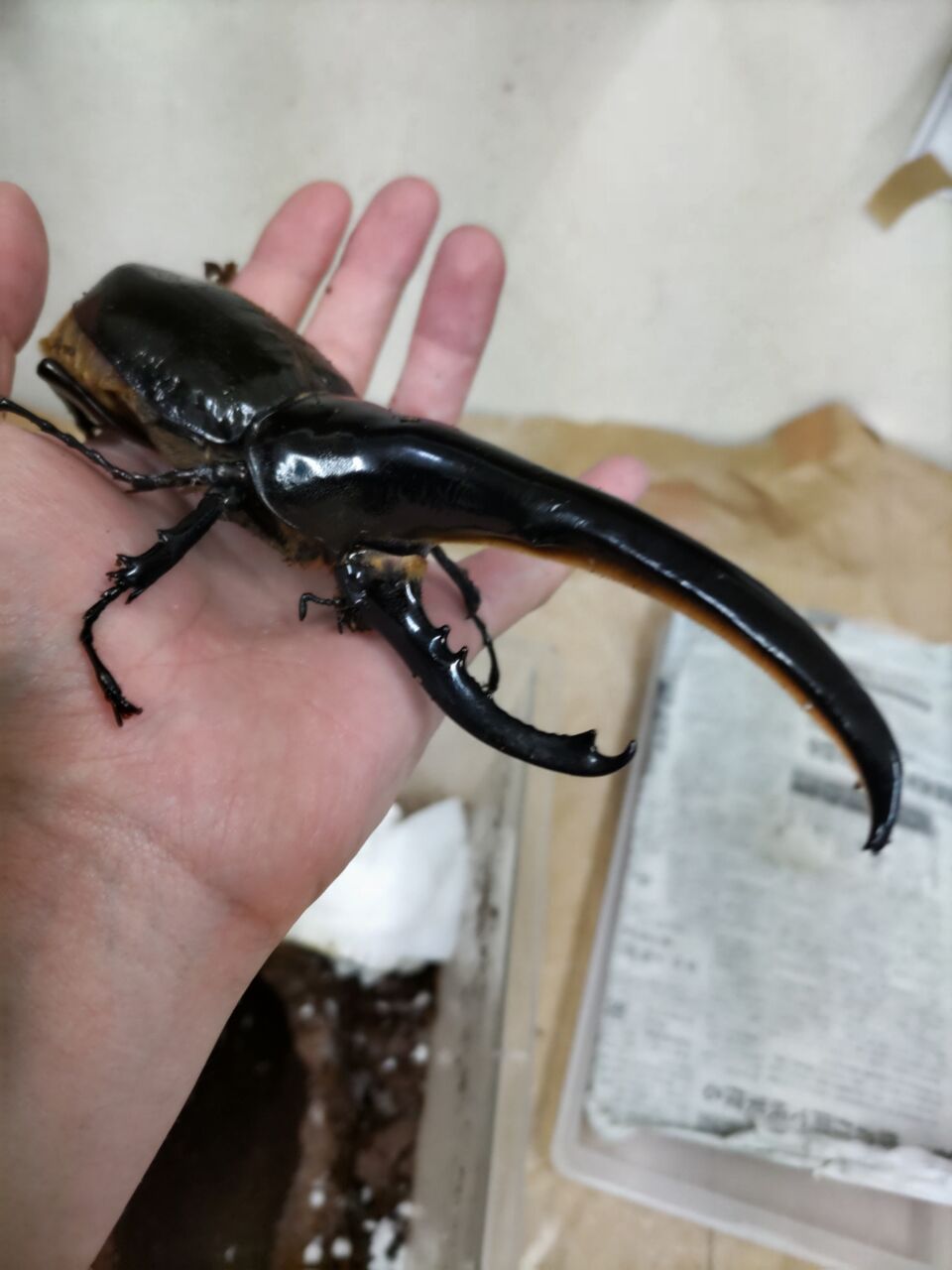 オペラ Zizi オックスフォード シューズ - ラバーソール【New Size