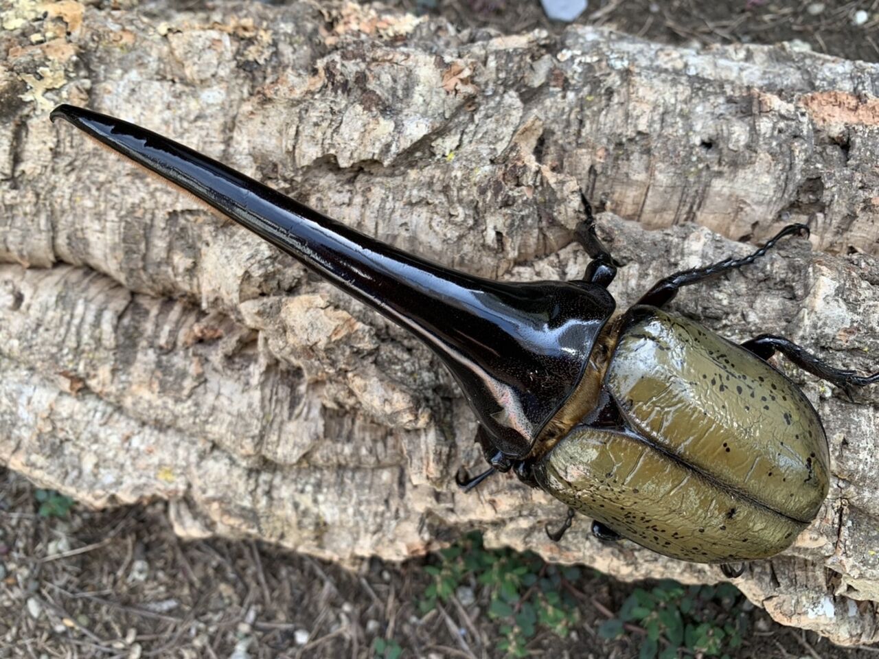 DHヘラクレス ヘラクレス（決まりました）