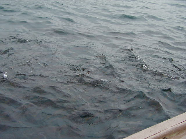 鯛の浦タイ生息地