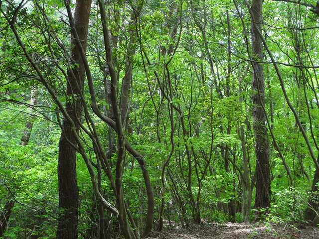 和泉葛城山ブナ林 日本観光ミシュラン