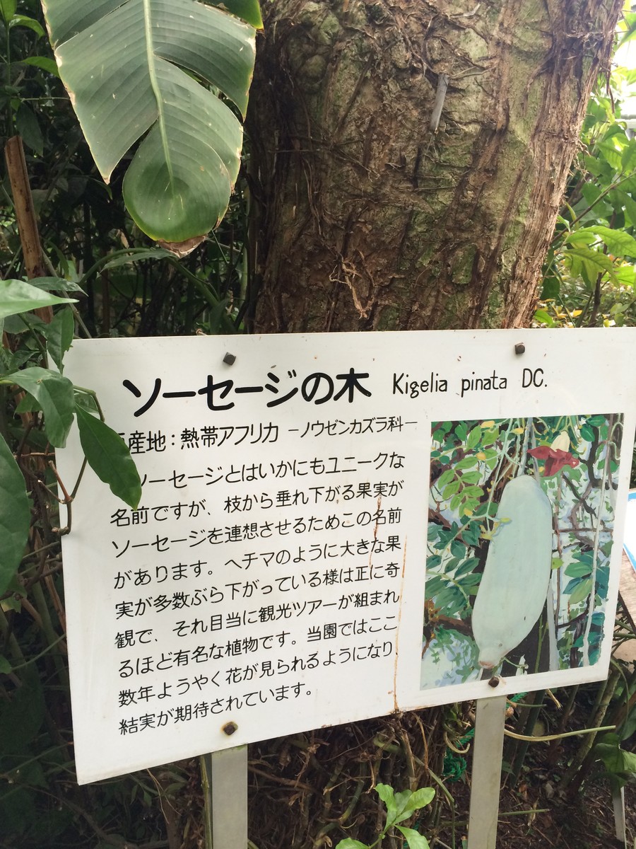 バナナワニ園3 3 植物園 Paperdiverのblog バナナワニ園3 3 植物園 Paperdiverのblog